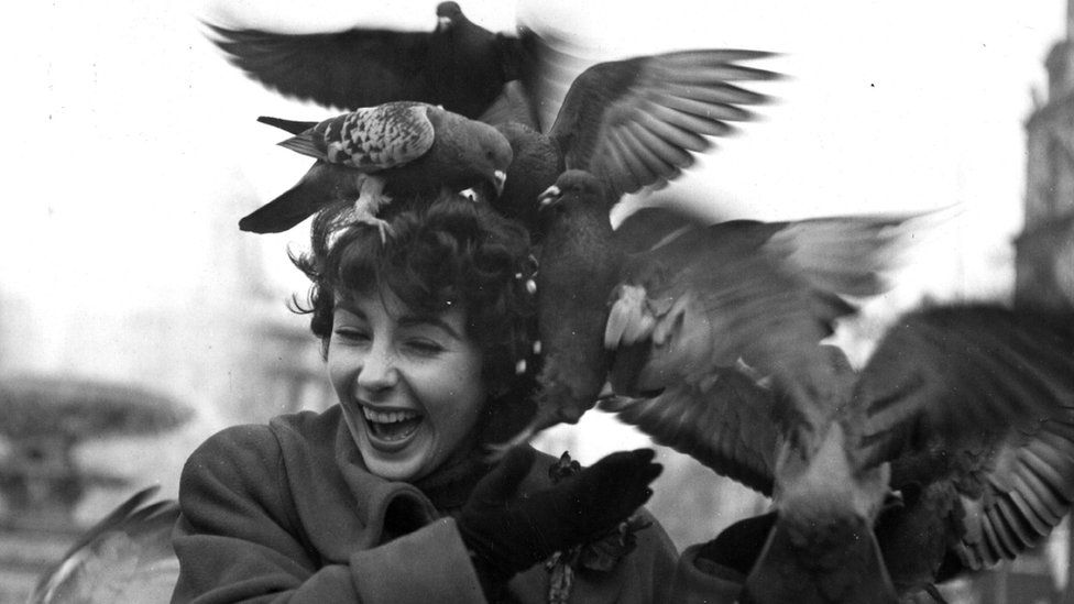 A laughing Elizabeth Taylor turns her head as some half dozen pigeons flock about her hair trying to consume feed while she tries to wave them off