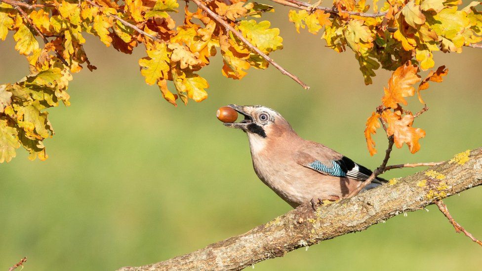 Bird eating a nut