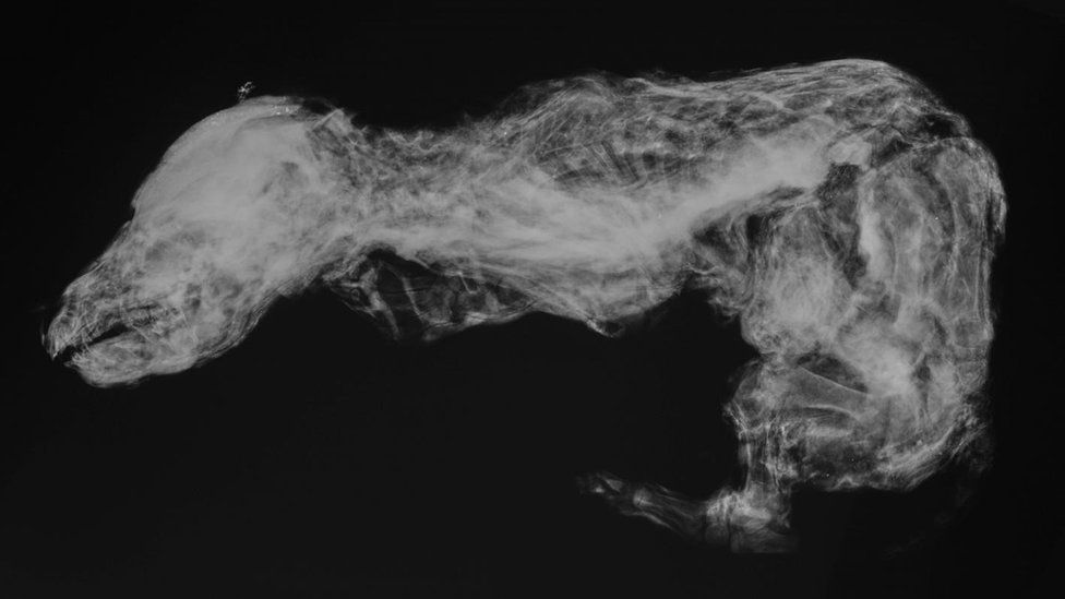 An x-ray of the pup