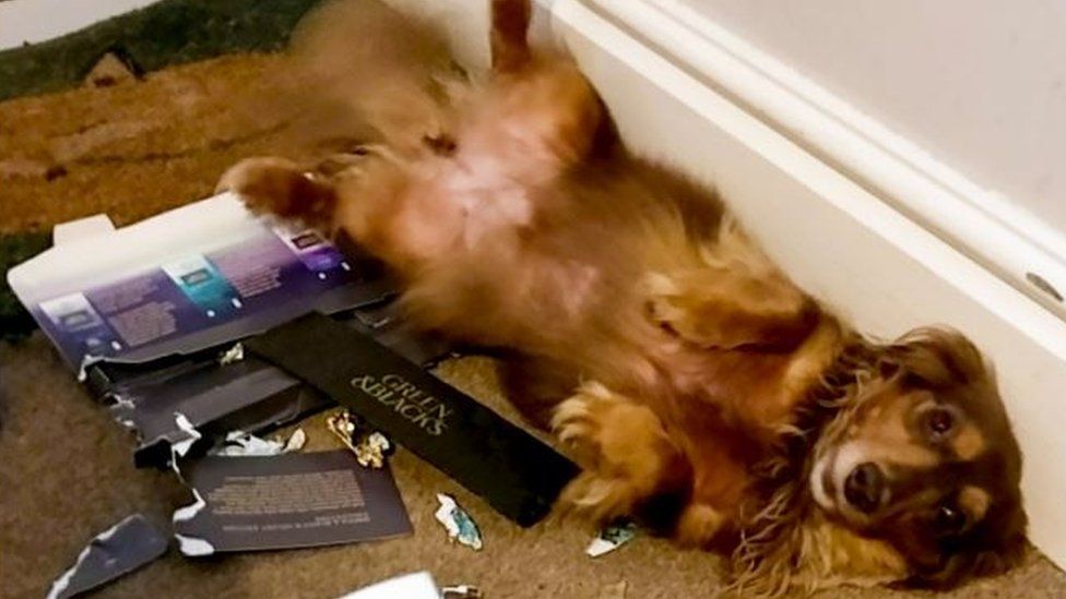 Dog accidentally outlet ate chocolate cake