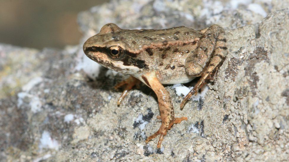 The European common frog also benefited from the programme