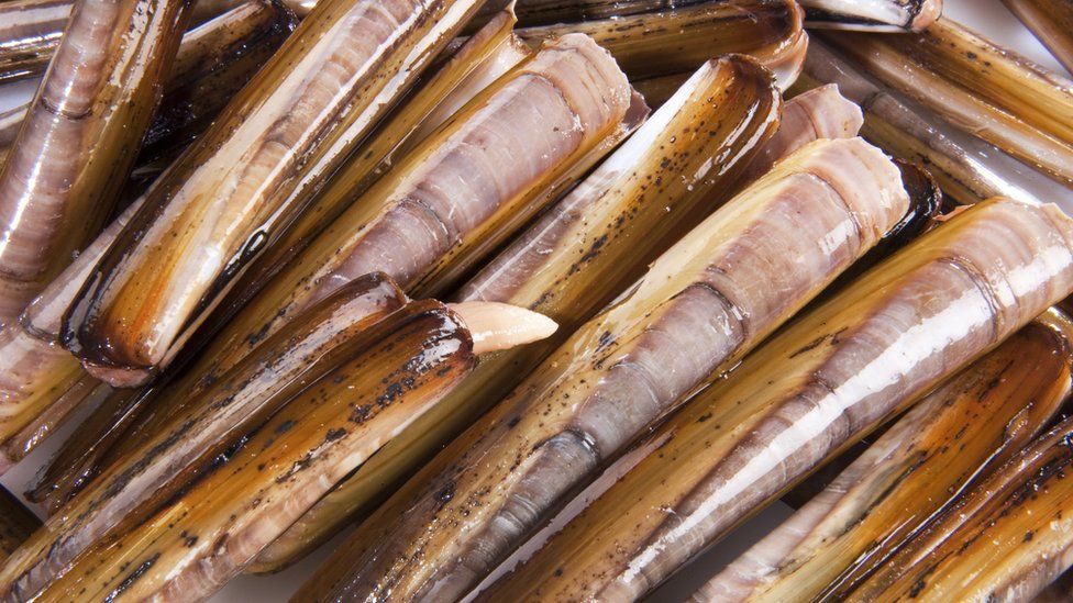 Electro-fishing trial for razor clams to be held - BBC News