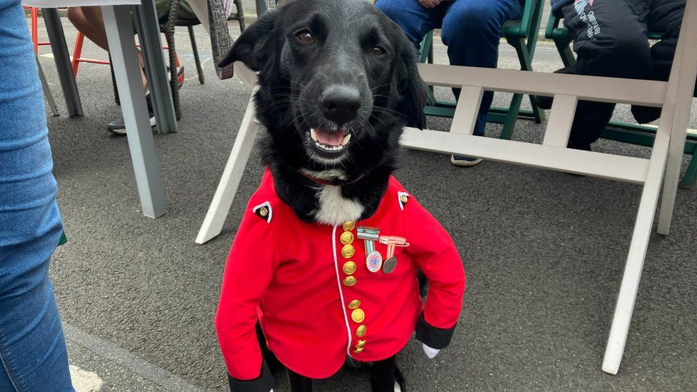 A dogs in a red military jacket