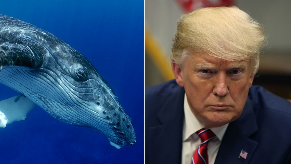 A whale and Donald Trump