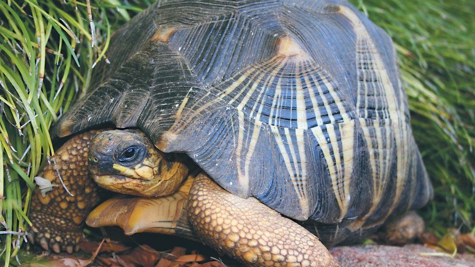 File photograph of the stolen tortoise