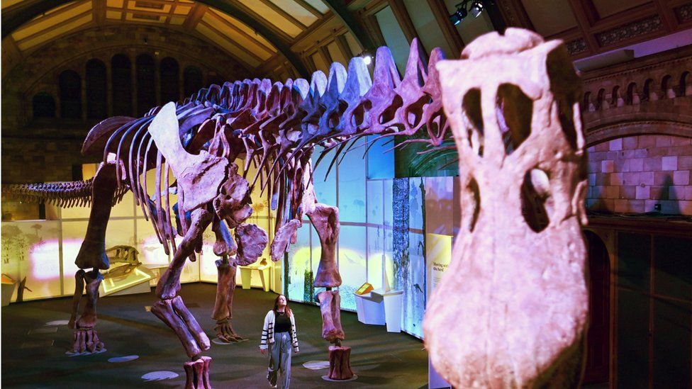 Titanosaur at the Natural History Museum