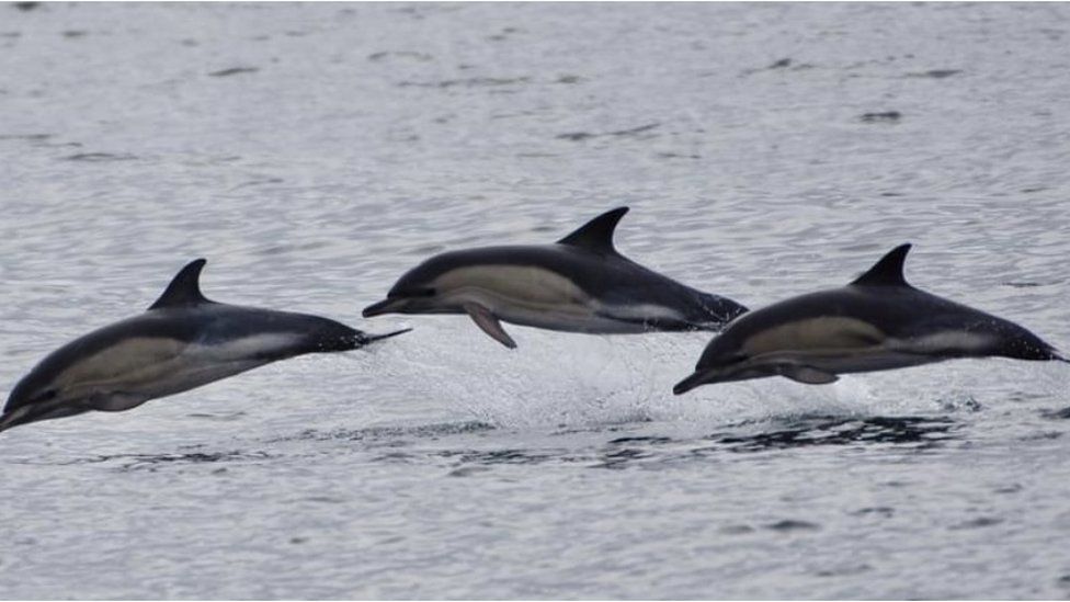 Dolphins leap from the water between Penzance and the Isles of Scilly