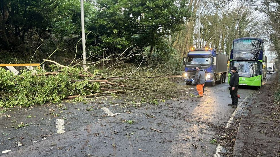 A tree blocks the road