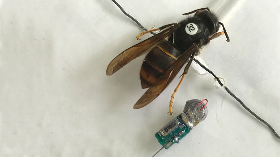 Asian hornet with tracking device