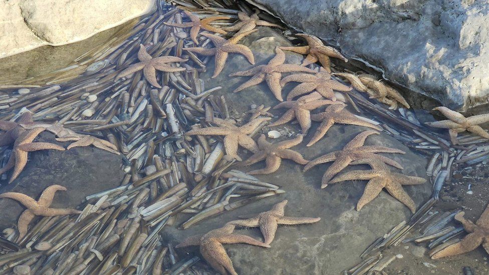 Starfish stranded on Prestatyn beach