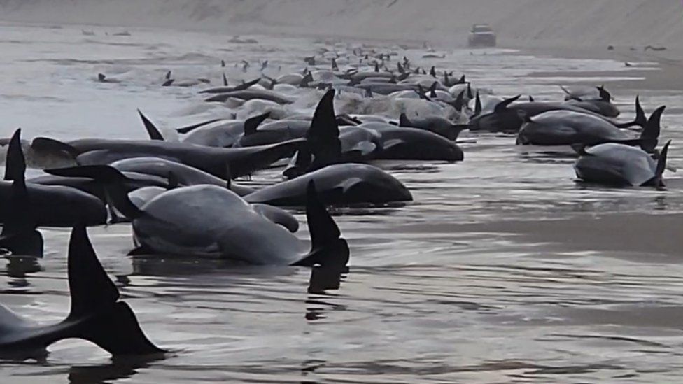 Whale stranding: 230 whales stranded on Tasmanian beach - BBC News