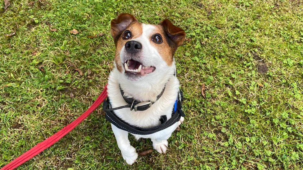 Charlie, a six-year-old terrier