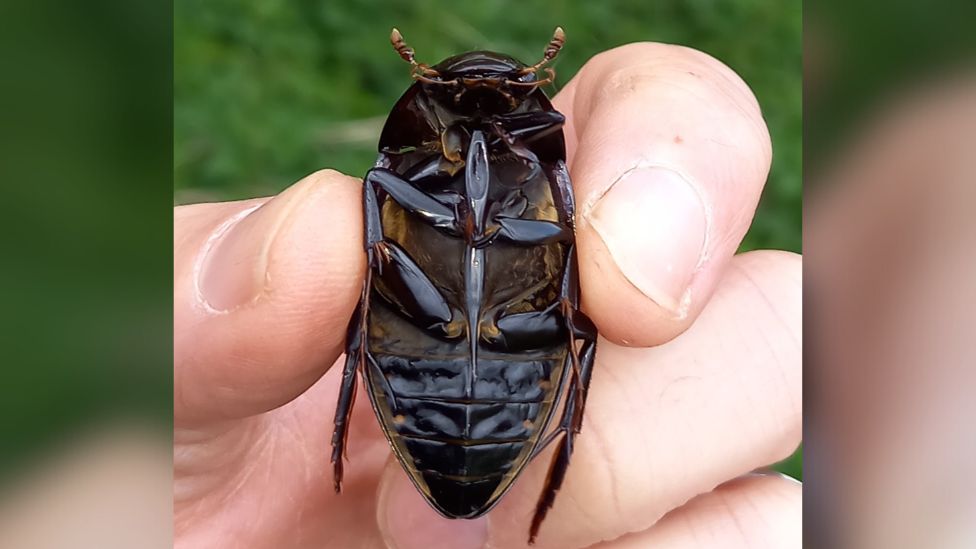 The underneath of a great silver water beetle. It is held between a persons fingers