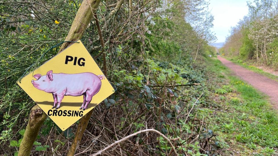 Bilsthorpe: Woman puts up crossing signs to protect pigs on walks - BBC ...