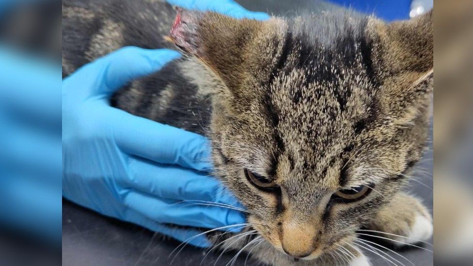 Ivy the tabby cat is brown and black with green eyes. She is being held by the vet who is wearing blue plastic gloves. The tip of Ivy's right ear is missing.