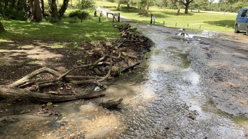 Packham 'furious' over Southern Water New Forest sewage leak - BBC News