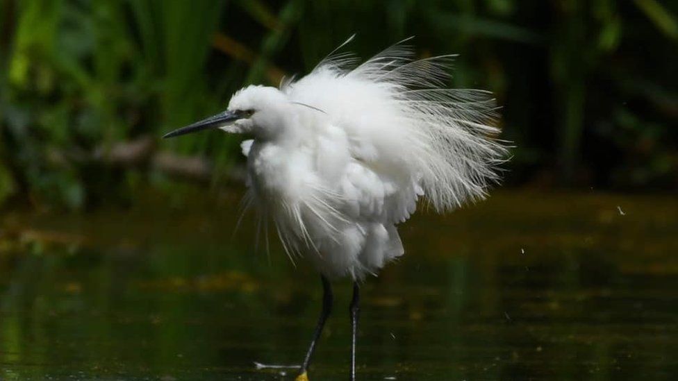 Egret