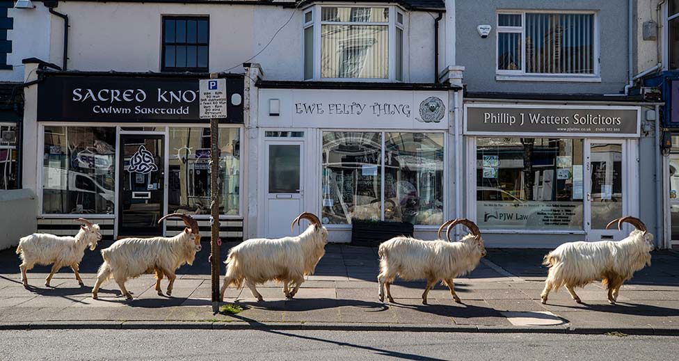 Goats stroll around deserted streets