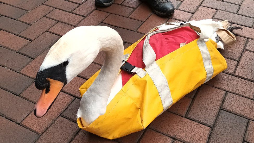 Staff and members of the public helped contain the swan