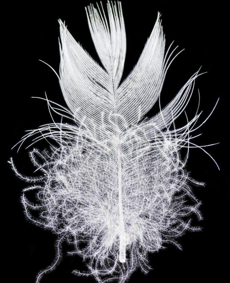 Feather under a microscope (c) Miguel Montalvo
