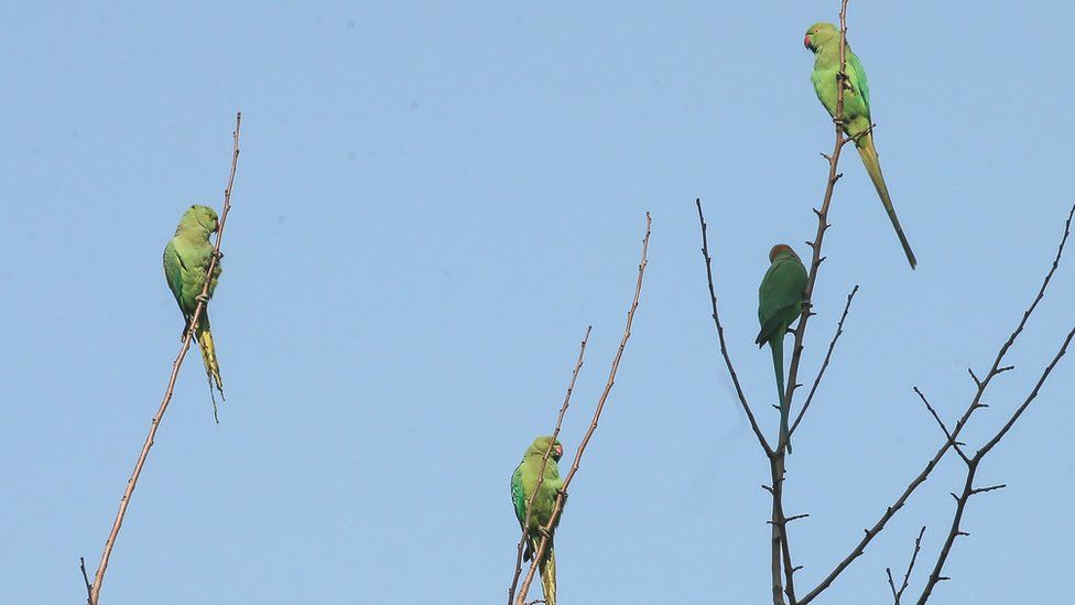Parrots in a tree