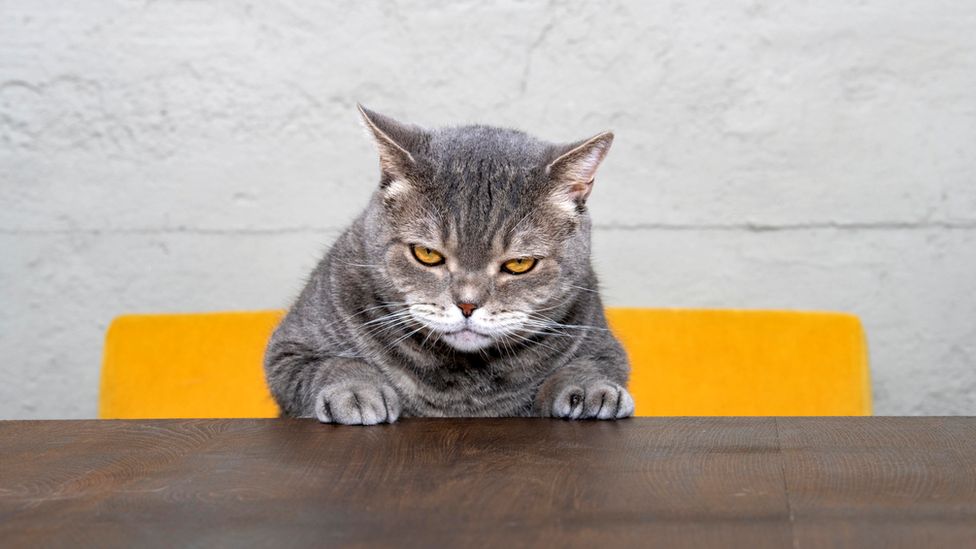 Is your cat ignoring you? Probably! BBC Newsround