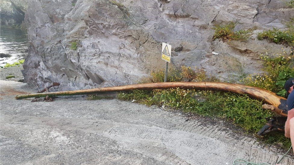 Tree branch which caused the damage to the Gower Ranger