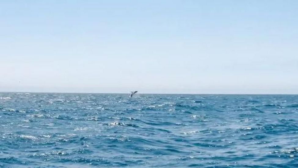 Cornwall Rare Humpback Whale Sighting Amazes Yacht Pair - BBC News