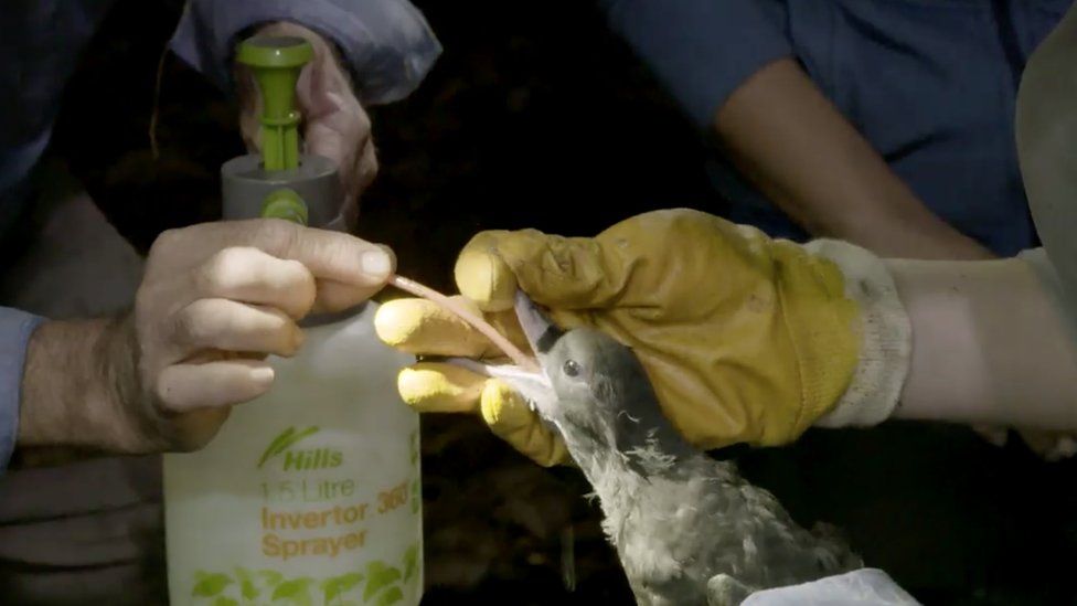 Scientists flushing plastic from a bird's stomach on Lord How Island