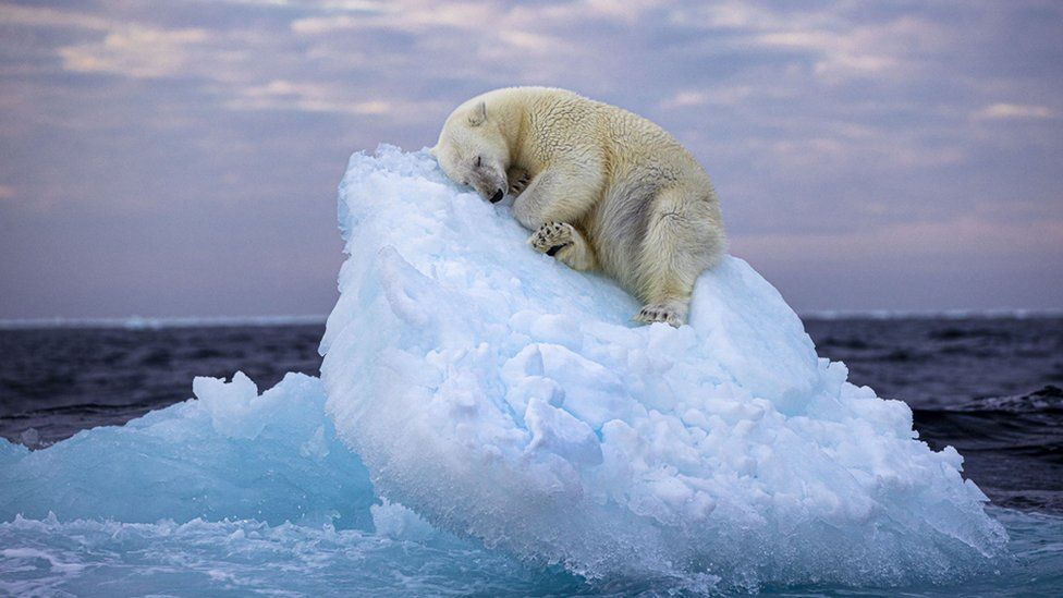 Polar bear asleep on a small iceberg, Norway