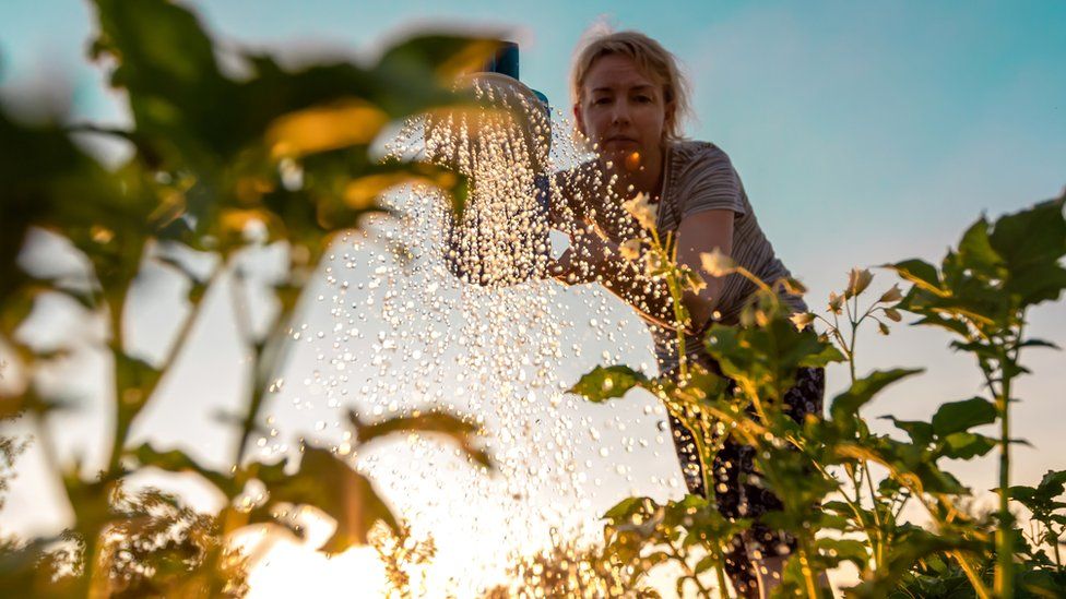 Женщина поливает растения