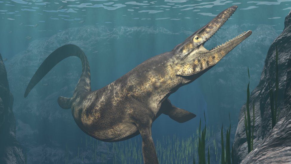 Turtle fossil the size of a car found in Spain - BBC Newsround