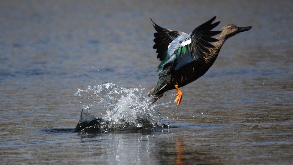 A duck takes off in flight at a wetlands near Cape Town, South Africa