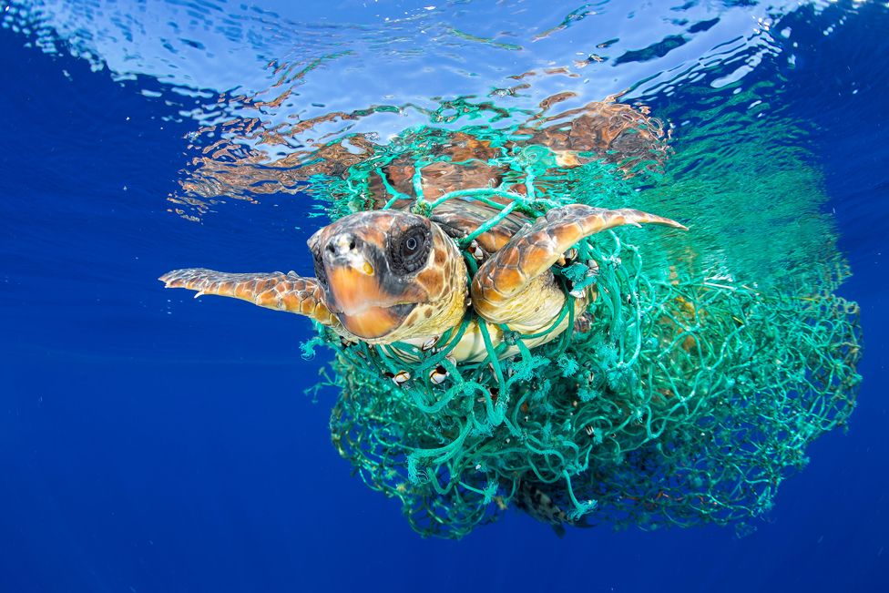 A sea turtle entangled in a fishing net swims off the coast of Tenerife, Canary Islands, Spain, on 8 June 2016.