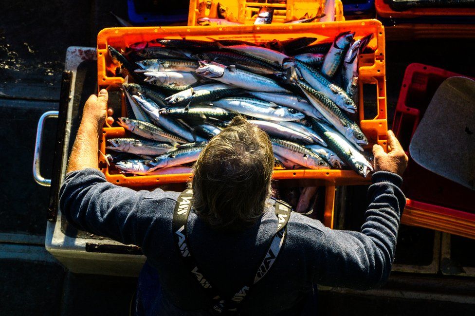 Fisherman with mackerel