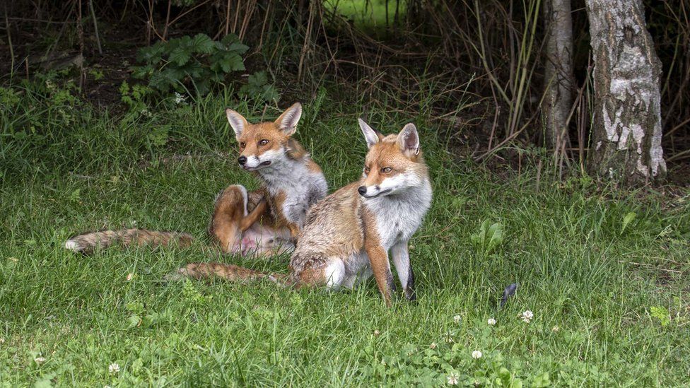 Two foxes