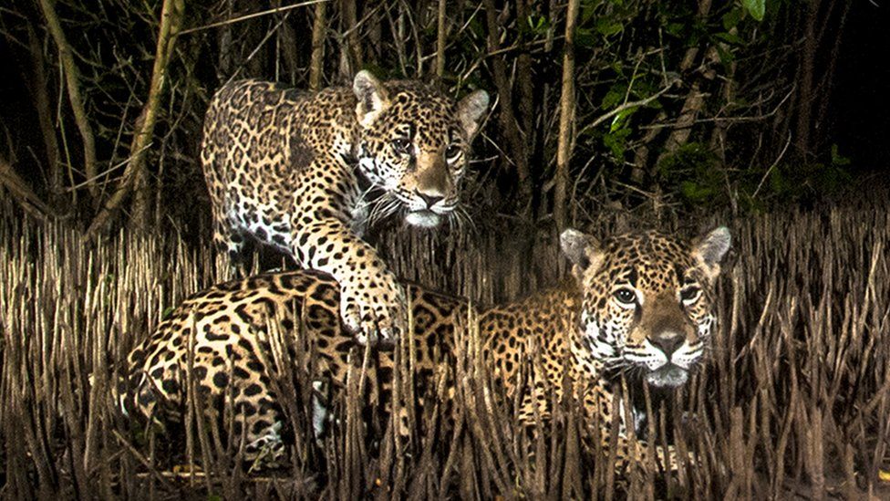 A photo at night time of a jaguar and a cub in a mangrove forest