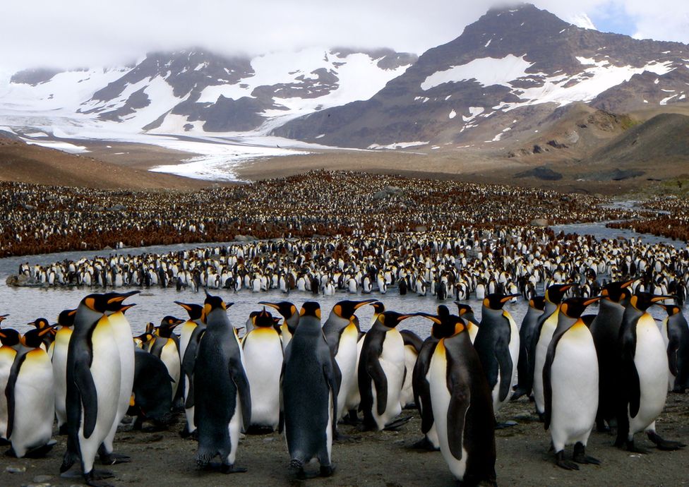 King penguins (c) George Lemann