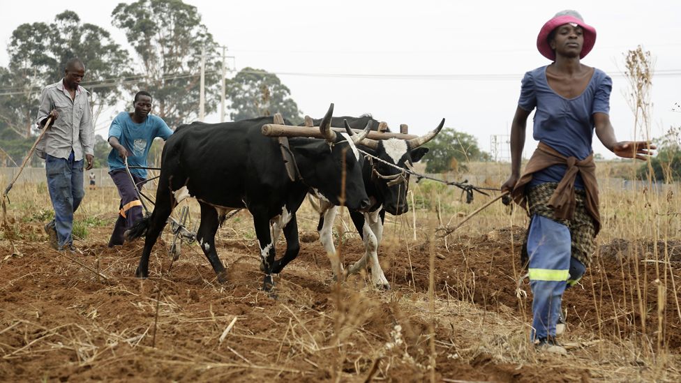 Farmer use oxen to plough a field in Chishawasha, Zimbabwe - Tuesday 19 November 2019