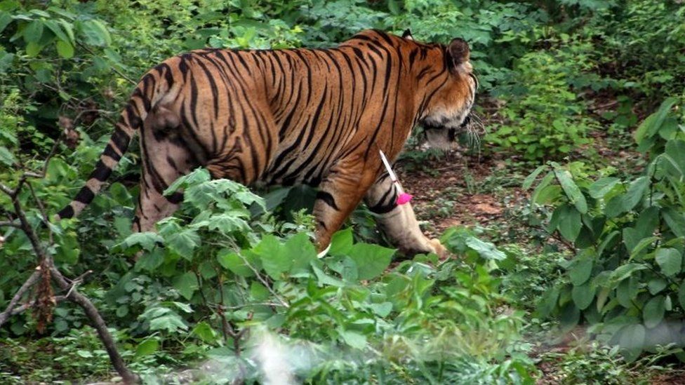 Rare video released of a family of tigers feeding on their prey in Thailand   Thai PBS World : The latest Thai news in English, News Headlines, World  News and News Broadcasts