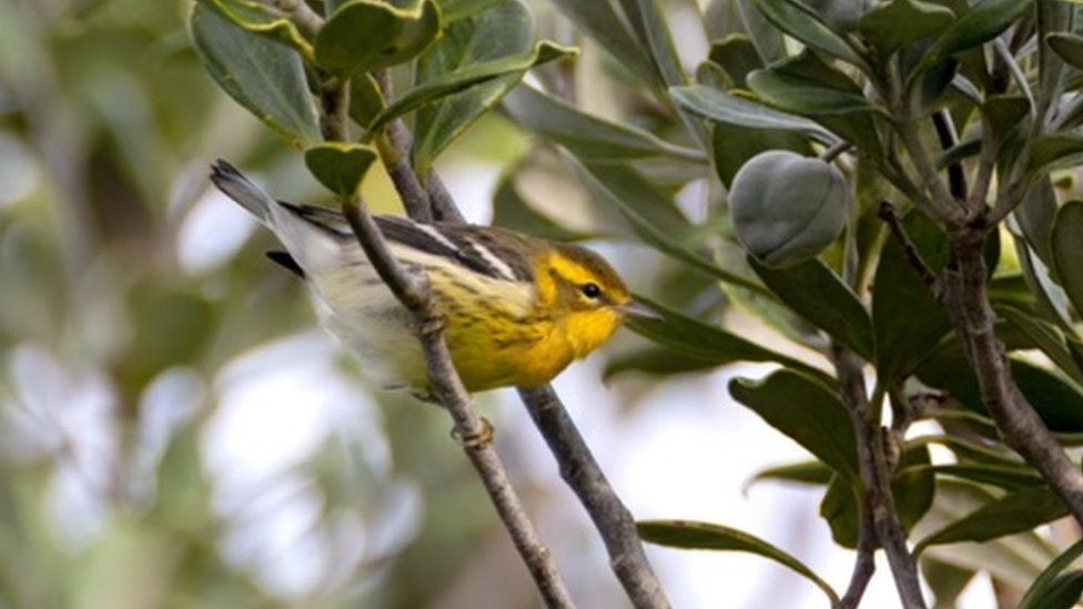 Birders wade through sea in search of rare bird - BBC News