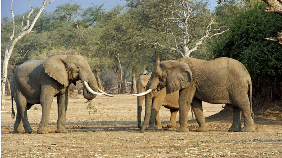 Elephants at Mana Pools, Zimbabwe