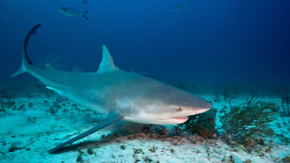 Shark bites reported in the Bahamas and Florida