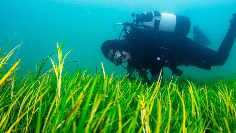 Diver collecting seagrass seeds