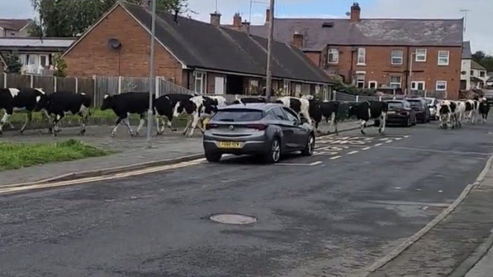 Cows walking down a street in Rhostellyn