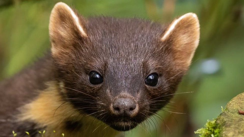 First Grizedale Forest Pine Marten In 10 Years Caught On Camera - BBC News