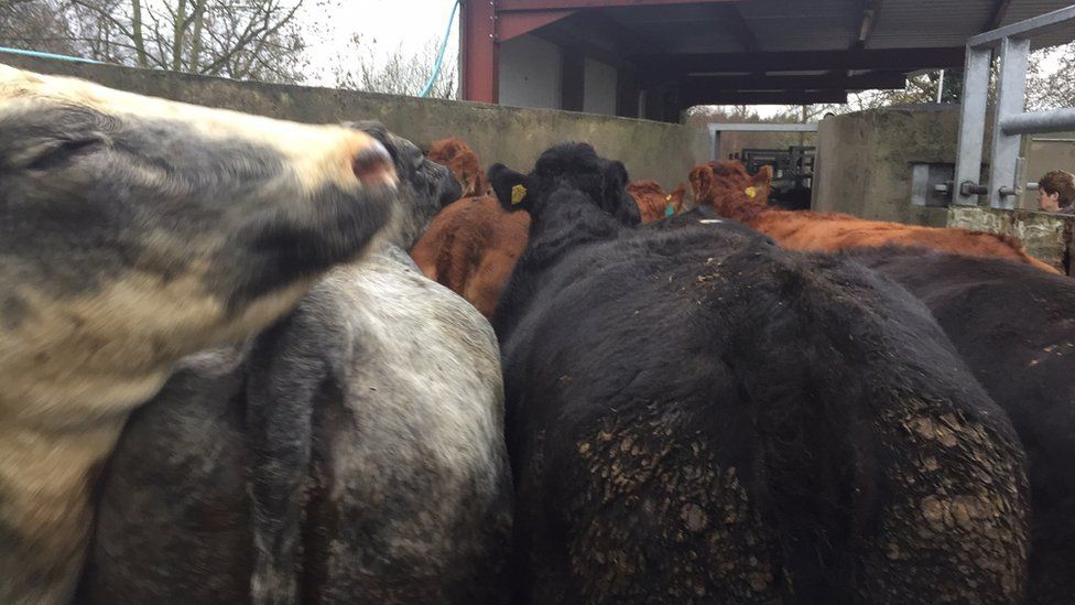 Cattle gathered together for a TB test