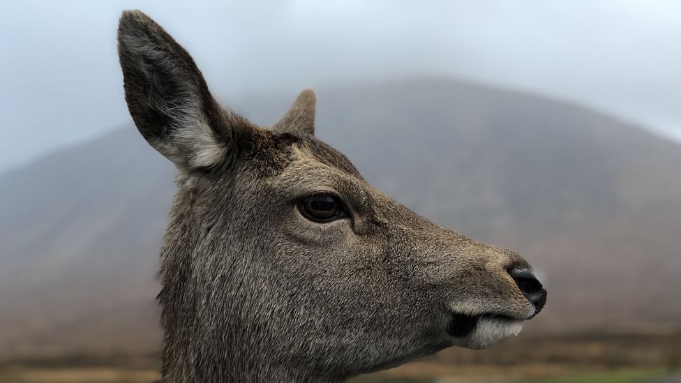 A side profile of a deer with a mountain behind it, in fog