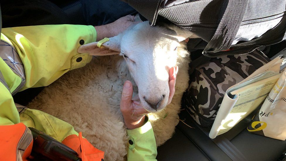 A rescued sheep