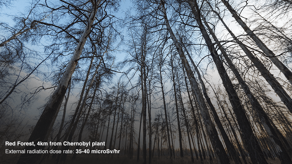 Bosque Rojo, a 4 km del reactor de Chernobyl.